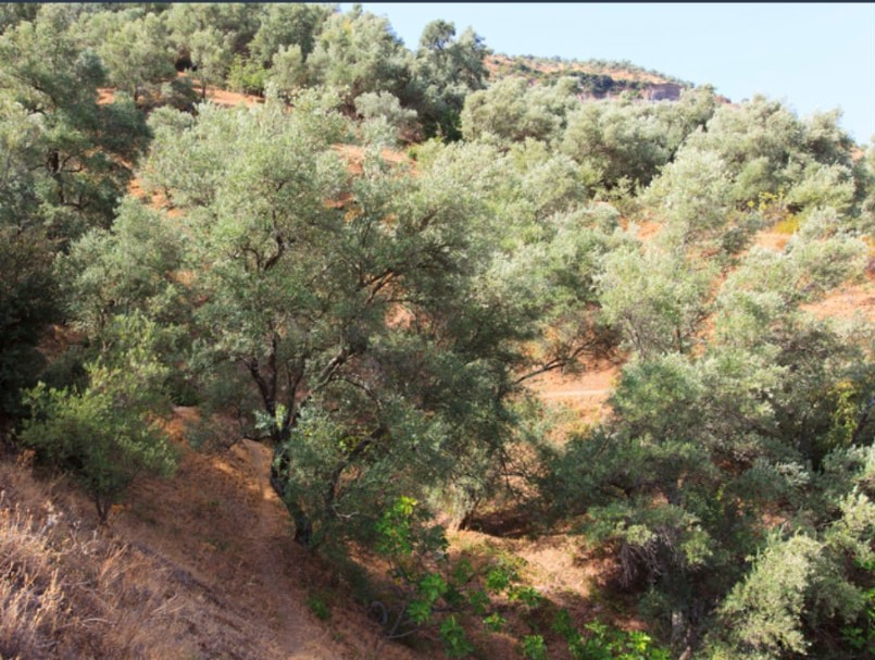 Olive trees growing on a sunlit hillside